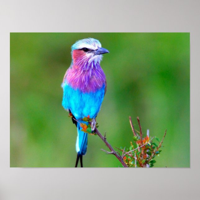 Poster Oiseau coloré (Devant)