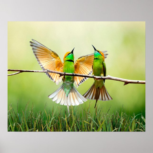 Poster Oiseau coloré de l'apiculture européenne (Devant)
