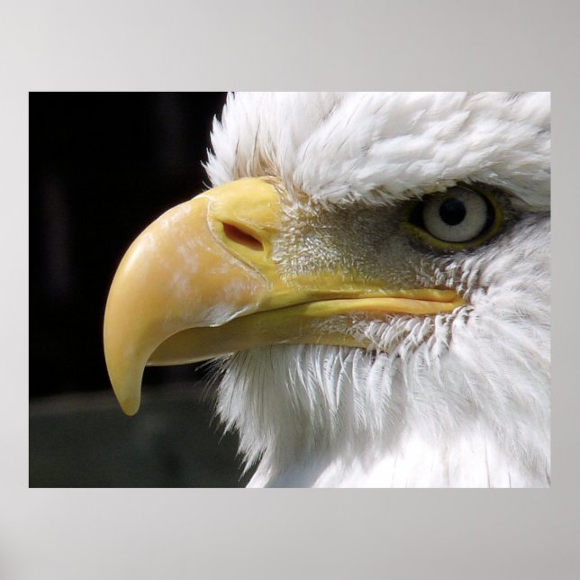 POSTER OISEAU D'AGLE (Devant)
