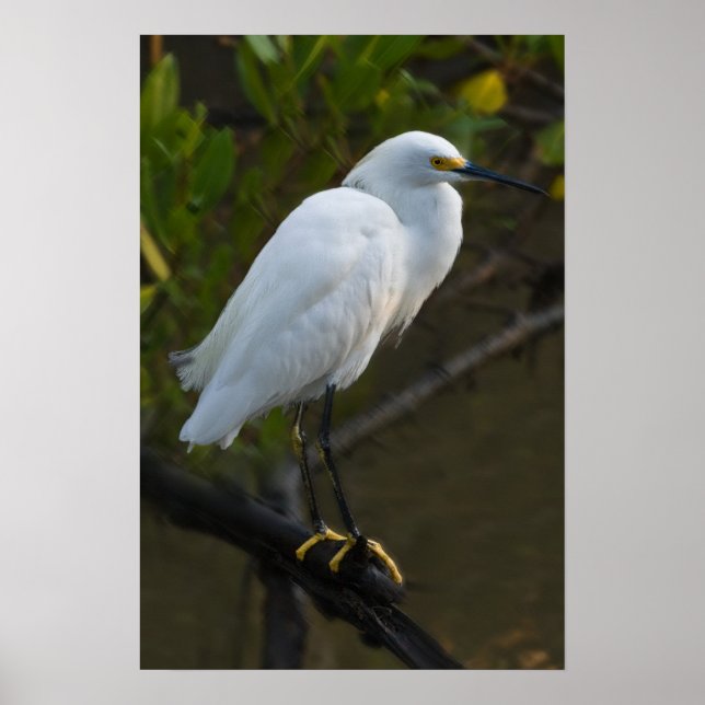 Poster Oiseau d'aigrettes de neige (Devant)