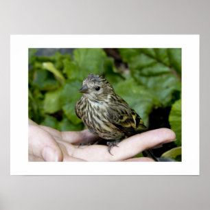 Poster Oiseau dans la Main-Copie