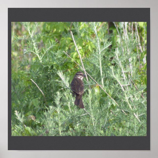 Poster Oiseau dans un arbre (Devant)