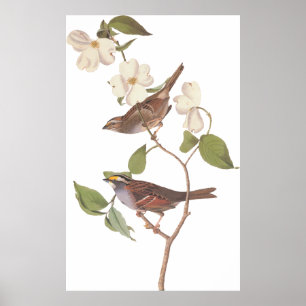 Poster Oiseau d'Audubon à moelle tressée blanche avec fle