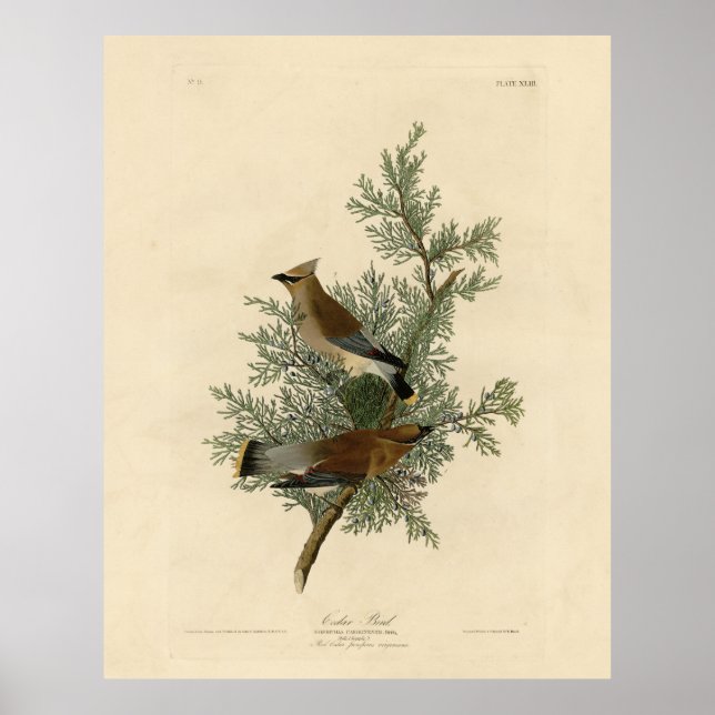 Poster Oiseau de cèdre, Cèdre, cire Audubon Oiseaux d'Amé (Devant)