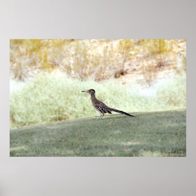 Poster oiseau de coureur dans le désert (Devant)