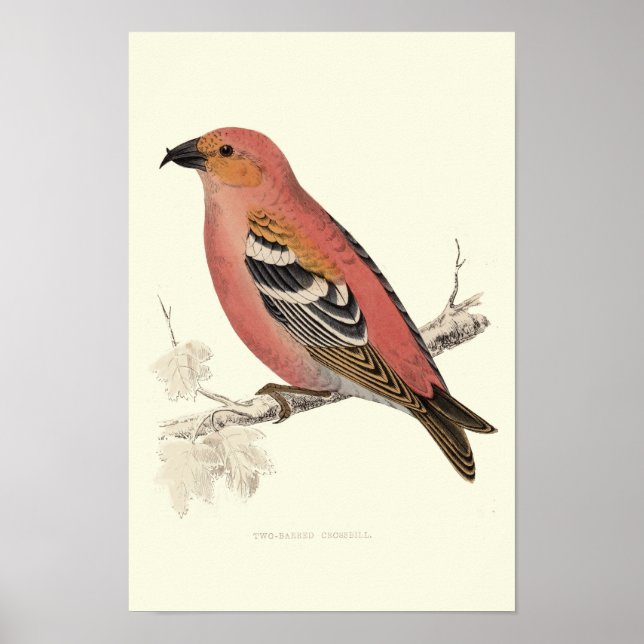 Poster Oiseau de croix (Devant)