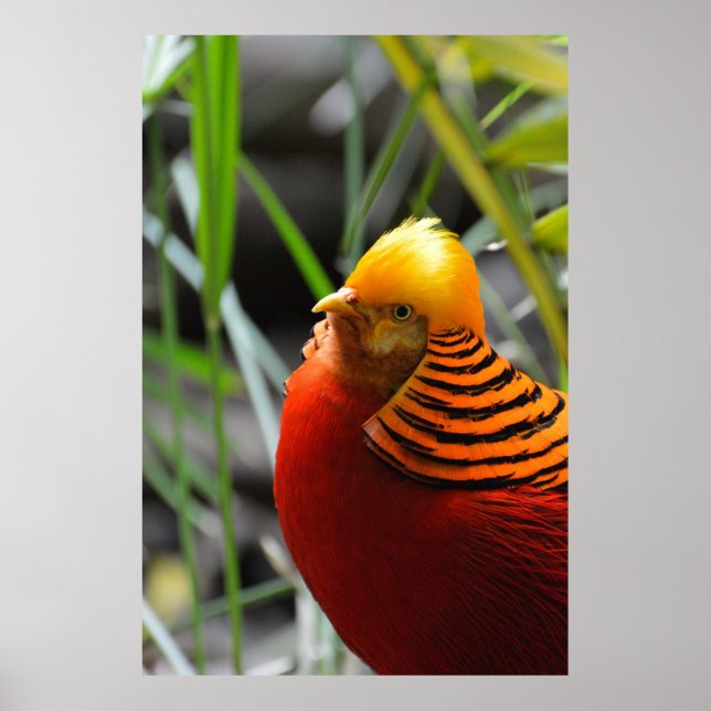 Poster Oiseau de faisan doré (Devant)