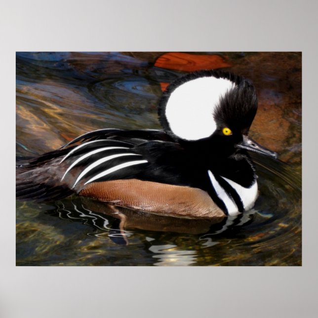 Poster Oiseau de fusil à capuchon (Devant)