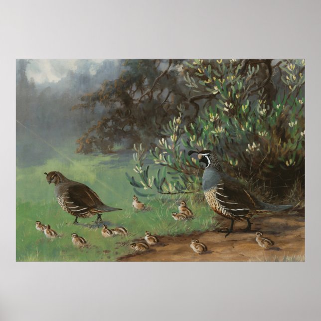 Poster Oiseau de la caille de Californie à proie (Devant)