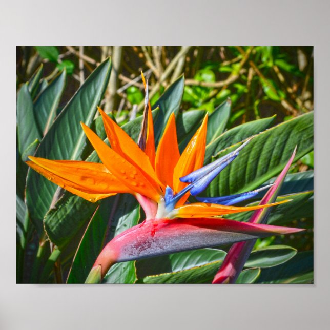Poster Oiseau de la Fleur du Paradis (Devant)