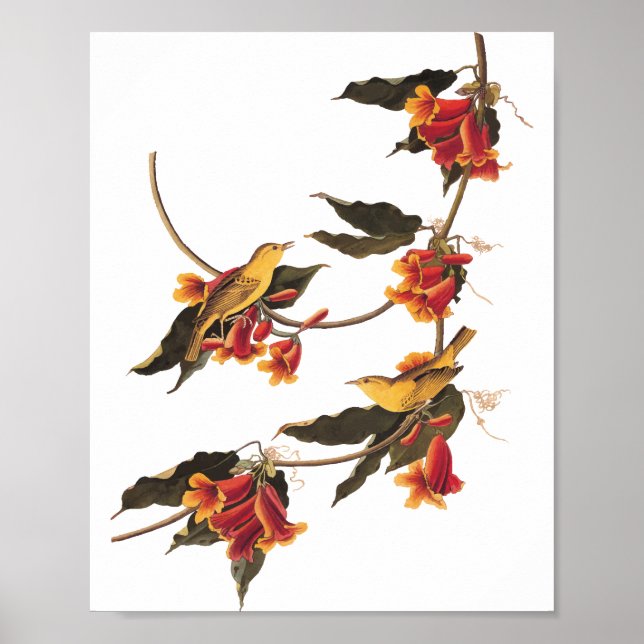 Poster Oiseau de la Paruline de Rathbone sur crossvine (Devant)