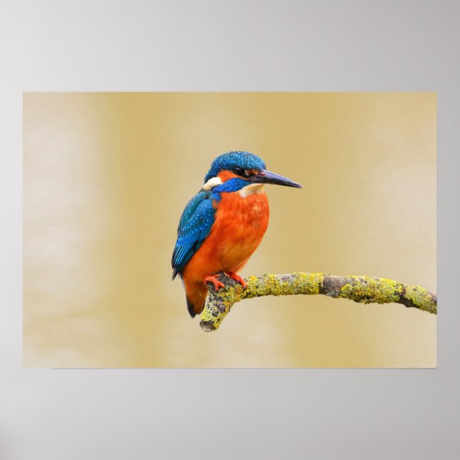 Poster Oiseau de martin-pêcheur d'orange bleu (Devant)