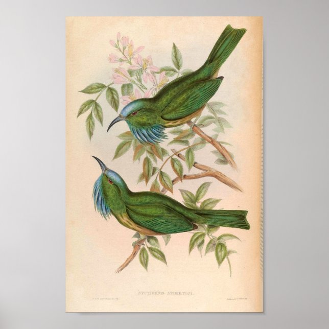 Poster Oiseau de martin-pêcheur vert Nyctiornis Athertoni (Devant)