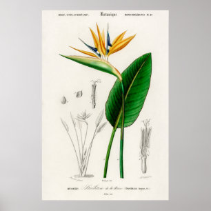 Poster Oiseau de paradis (Strelitzia Reginae)