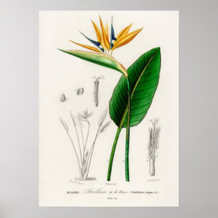 Poster Oiseau de paradis (Strelitzia Reginae)