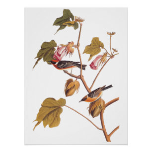 Poster Oiseau de Paruline à poitrine d'Audubon sur Plante