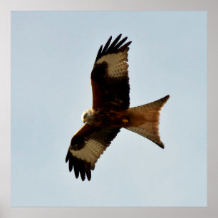 Poster oiseau de proie
