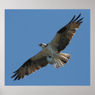 Poster Oiseau de Raptor de balbuzard et copie de poissons