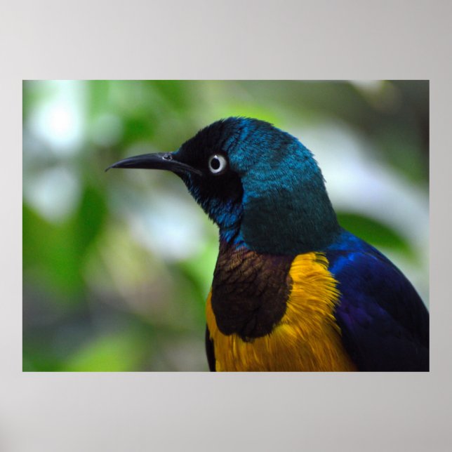 Poster Oiseau de Starling à poitrine dorée (Devant)