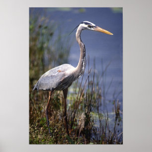 Poster Oiseau d'eau du Grand Héron Bleu