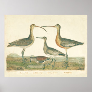 Poster Oiseau des marais Courlis Bécassine Ornithologie