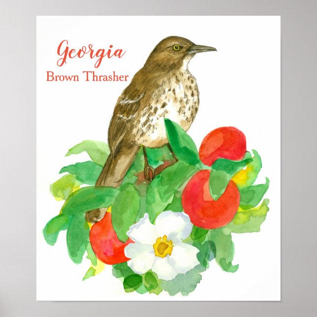 Poster Oiseau d'État de Géorgie Brown Thrasher (Devant)