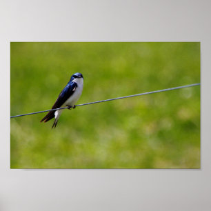 Poster Oiseau d'hirondelle (Tachycineta bicolor)