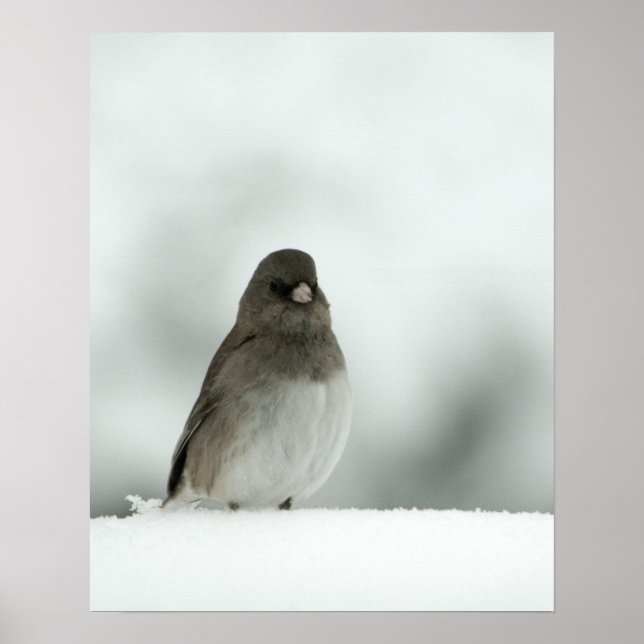 Poster Oiseau d'hiver (Devant)