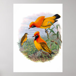 Poster Oiseau D'Or vintage Du Paradis