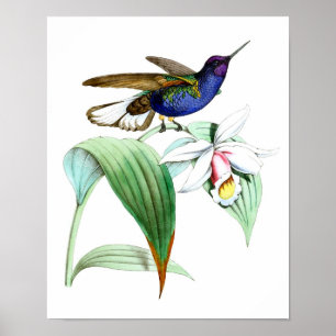 Poster Oiseau du colibri no.1 et art botanique de mur