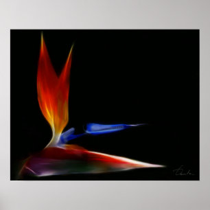 Poster oiseau du paradis