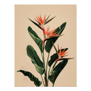 Poster Oiseau du Paradis