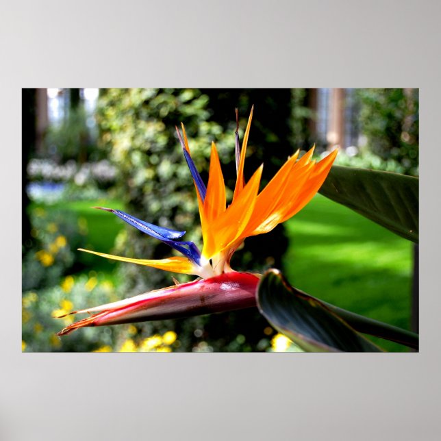 Poster Oiseau du Paradis (Devant)