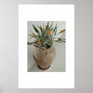 Poster Oiseau du Paradis