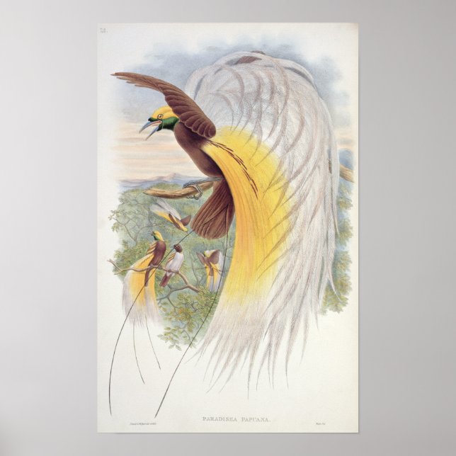 Poster Oiseau du Paradis, des "Oiseaux de Nouvelle-Guinée (Devant)