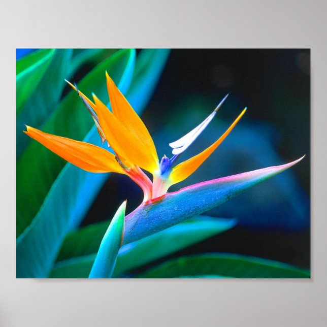 Poster Oiseau Du Paradis (Hawaï) (Devant)