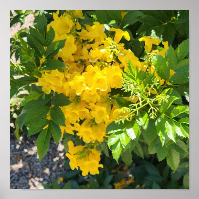 Poster Oiseau du Paradis - Photo (Devant)