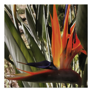 Poster Oiseau du Paradis Strelitzia Reginae Acrylique Pai