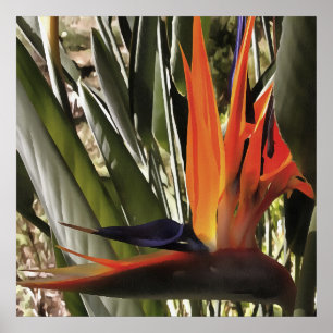 Poster Oiseau du Paradis Strelitzia Reginae Acrylique Pai