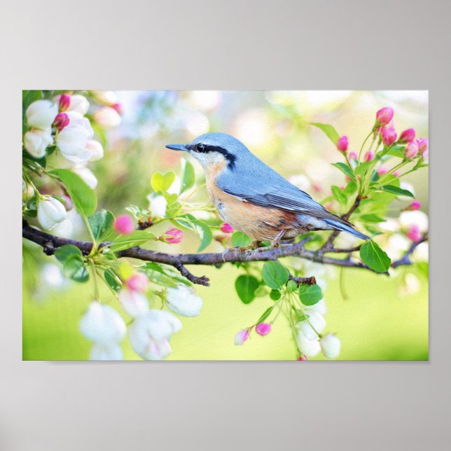 Poster Oiseau du printemps (Devant)