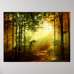 Poster Oiseau du soleil