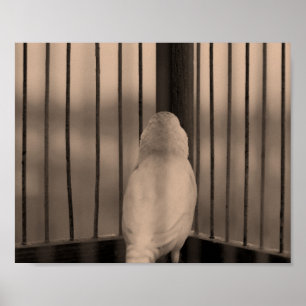 Poster Oiseau en cage