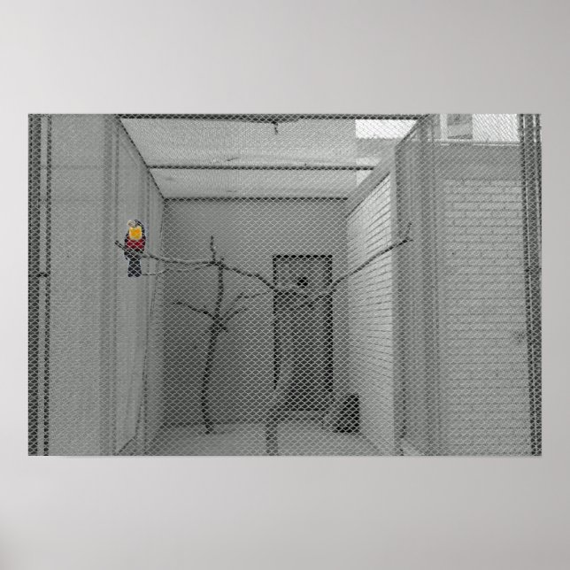 Poster Oiseau en cage (Devant)