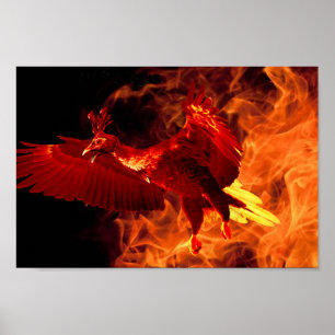 Poster Oiseau en feu