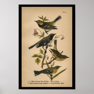 Poster Oiseau Imprimer Noir Vert Bleu Paruline Vintage