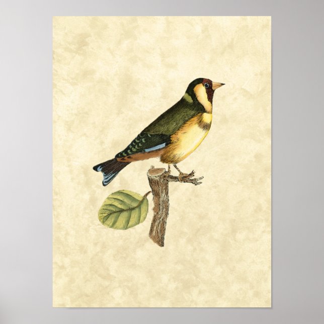 Poster Oiseau jaune et vert perché sur une petite branche (Devant)