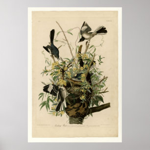 Poster Oiseau moqueur