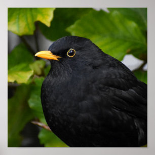 Poster Oiseau noir