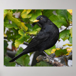Poster Oiseau noir