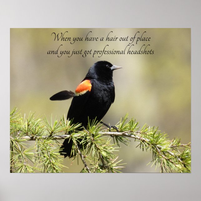 Poster Oiseau-noir à ailes rouges - Humour de jour des ch (Devant)